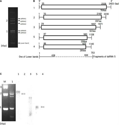 Phenotypic and Molecular Biological Analysis of Polymycovirus AfuPmV-1M From Aspergillus fumigatus: Reduced Fungal Virulence in a Mouse Infection Model